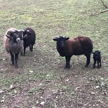Du Faon - 2 A 6 Personnes Lacaugne