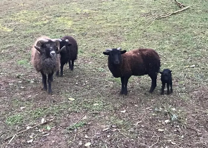 Du Faon - 2 à 6 Personnes Lacaugne